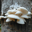 Pleurotus ostreatus winter oyster mushroom grain spawn bag
