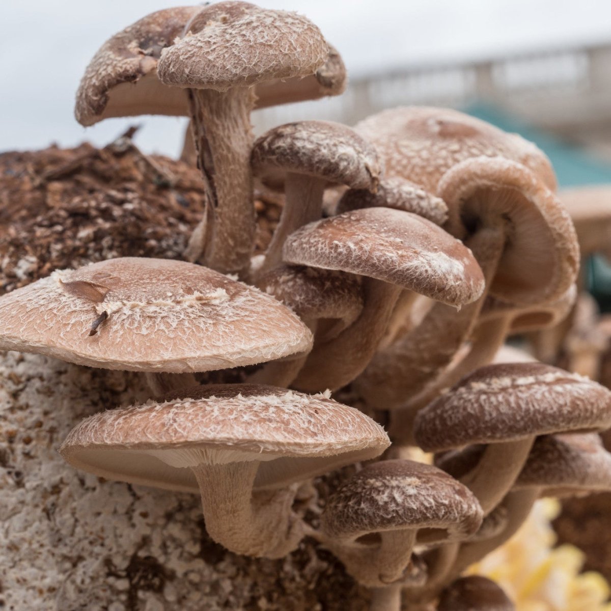 Shiitake Mushrooms growing on block