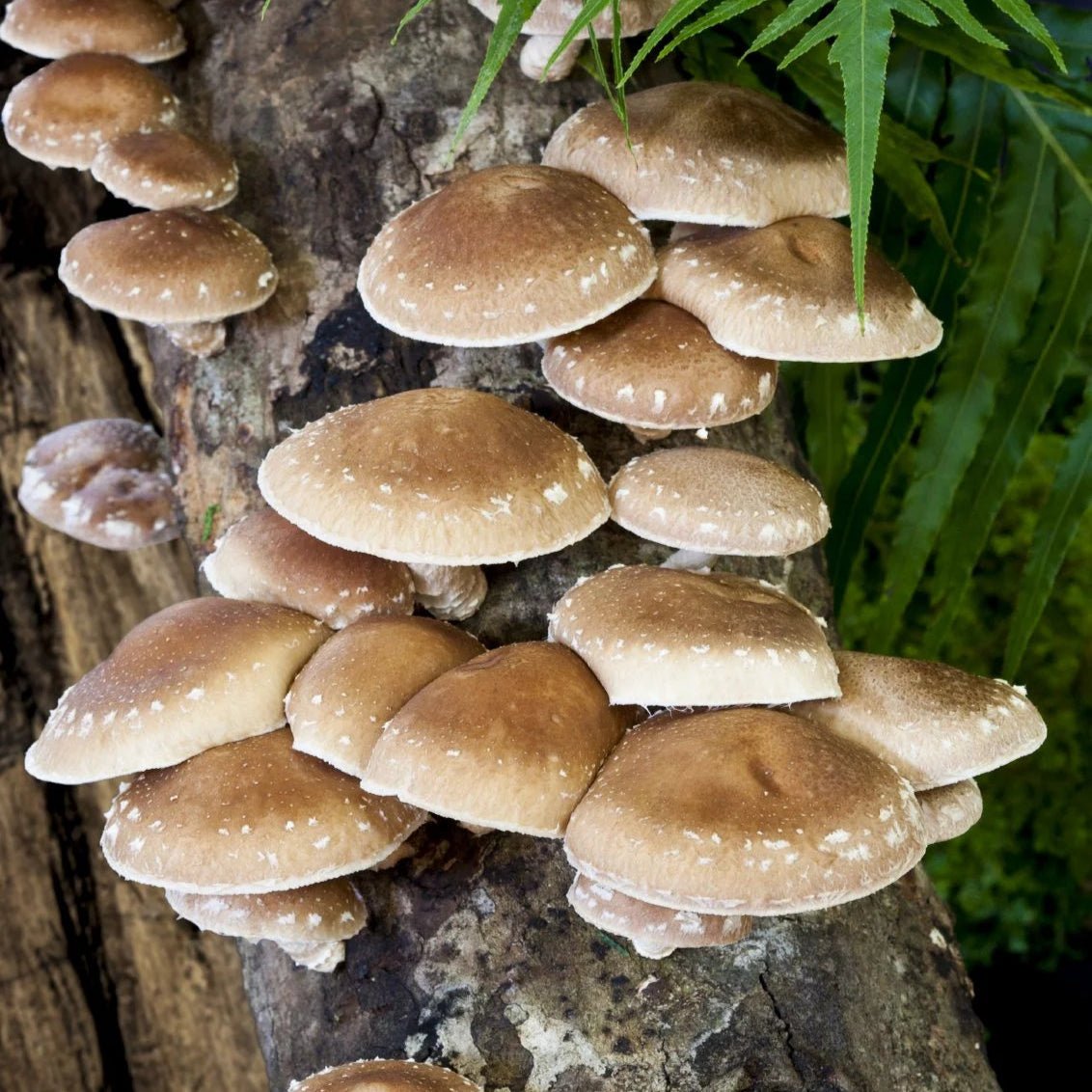 Shiitake Mushrooms growing on woods