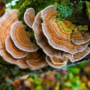 Trametes versicolor turkey tail mushroom grain spawn bag