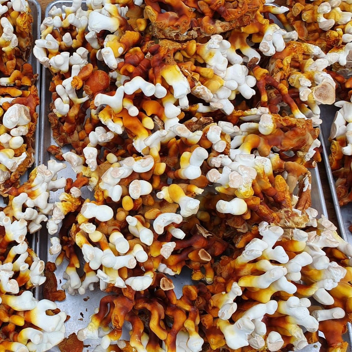 antler rieshi mushroom Ganoderma multipilium liquid culture