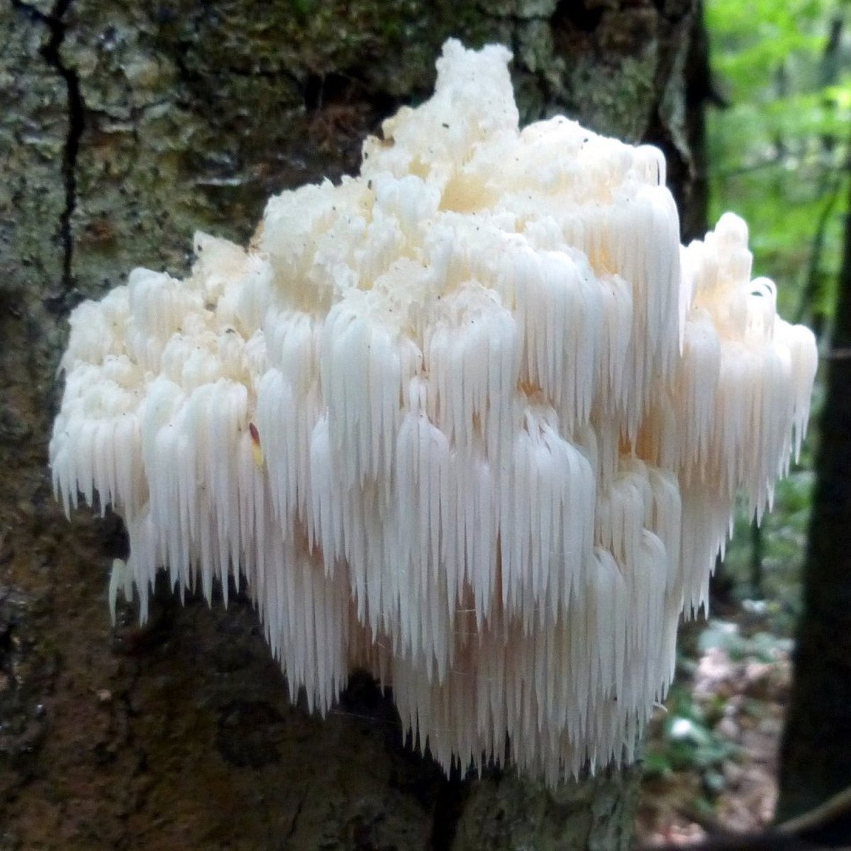 bears head mushroom on a tree