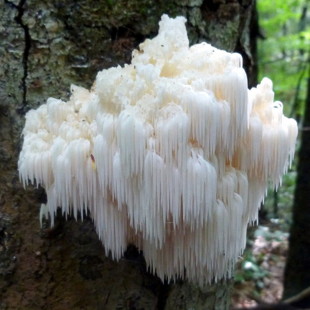 bears head mushroom on a tree