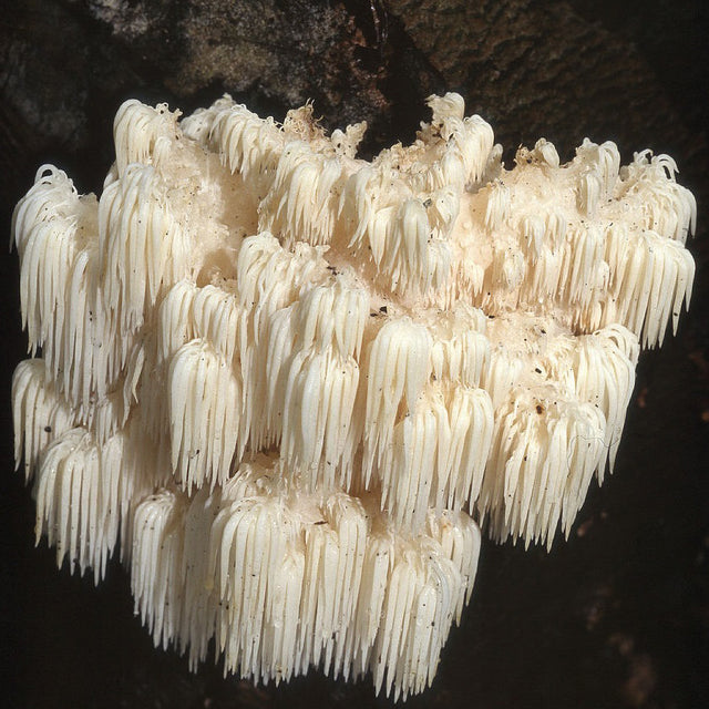 bears head mushroom culture grain spawn 