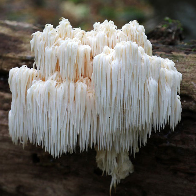 bears head mushroom on a log