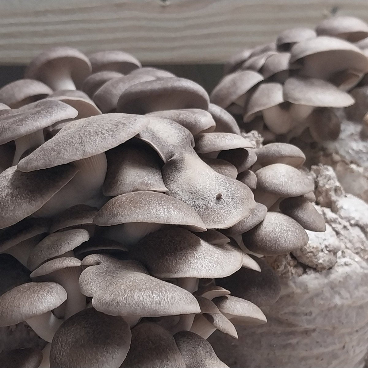 black pearl king oyster mushroom grow