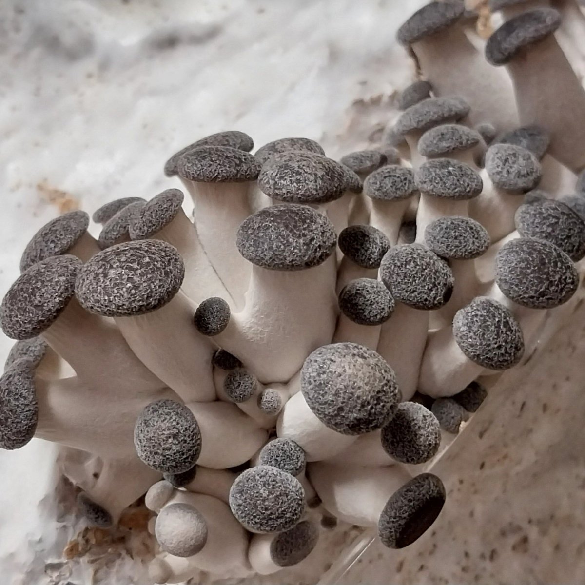 black pearl king oyster mushroom pins