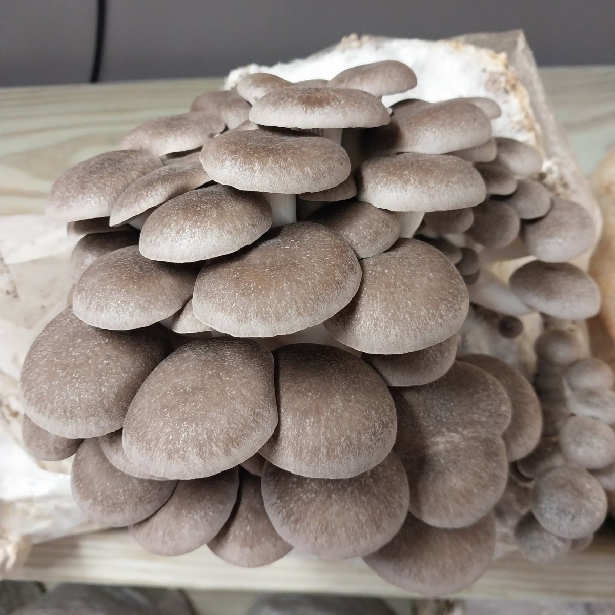 black pearl king oyster mushrooms