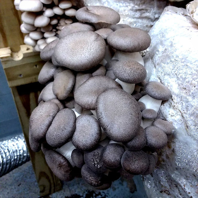 black pearl oyster mushroom spawn