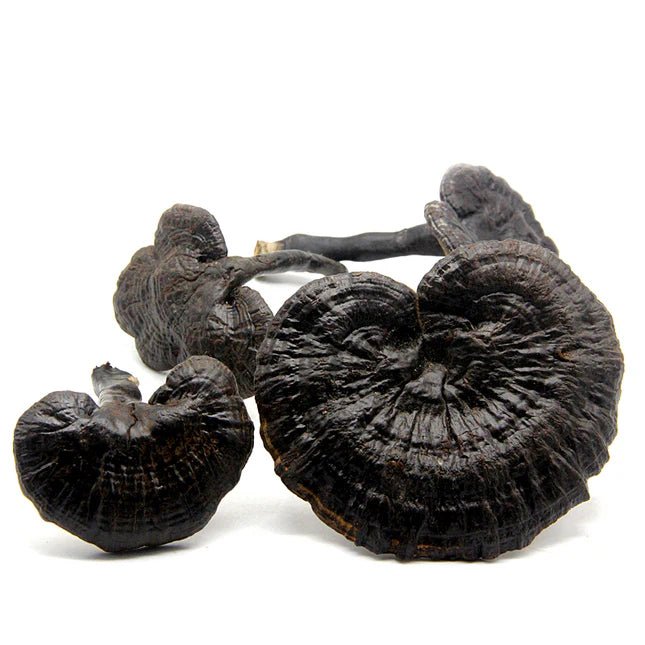 black reishi mushroom on white background
