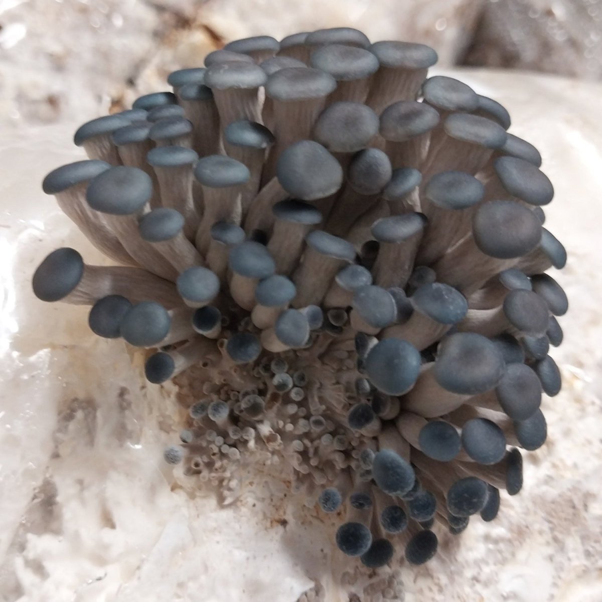 blue oyster mushroom liquid culture syringe