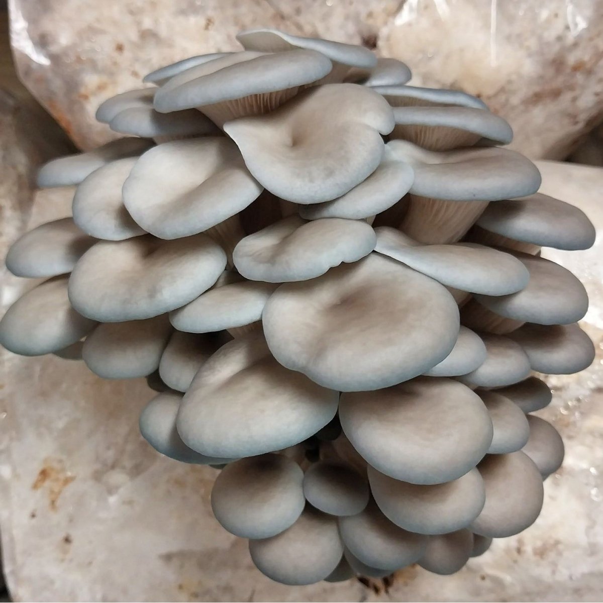 blue oyster mushroom liquid culture syringe kit