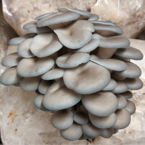 blue oyster mushroom liquid culture syringe kit