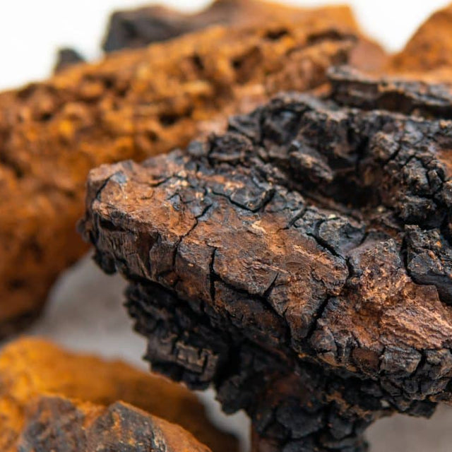 chaga mushroom texture