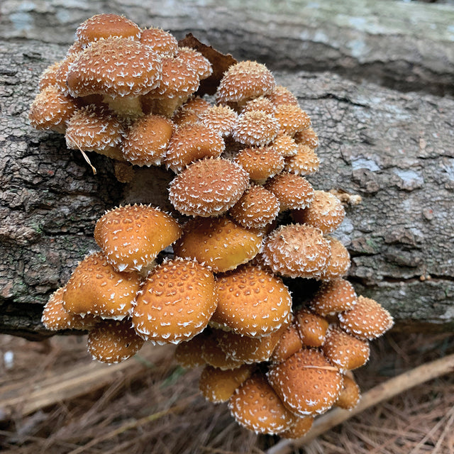 chestnut mushroom culture on log