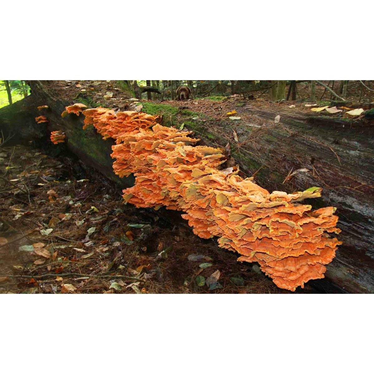 chicken of the woods grain spawn