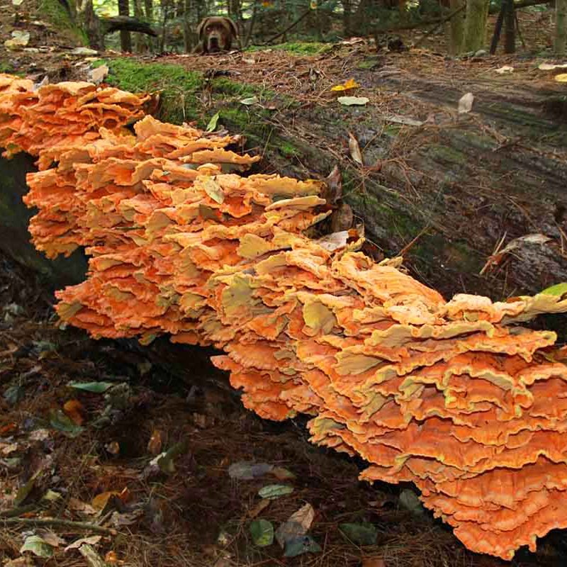 chicken of the woods growing on logs