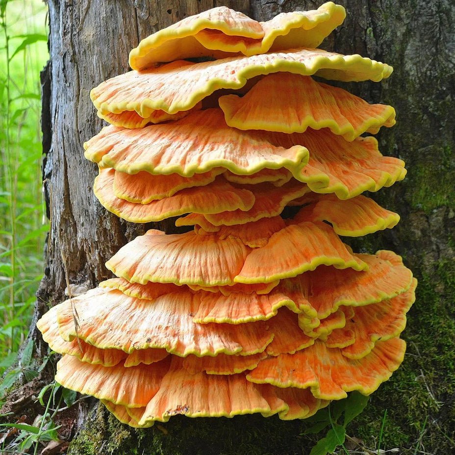 chicken of the woods mushroom liquid culture syringe