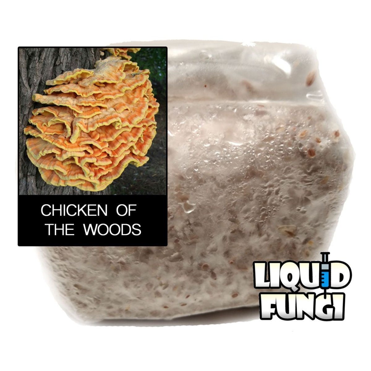 chicken of the woods spawn 