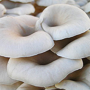 Tarragon Oyster Mushroom Grain Spawn (1 pound)