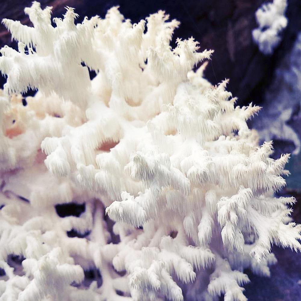 coral tooth mushroom culture
