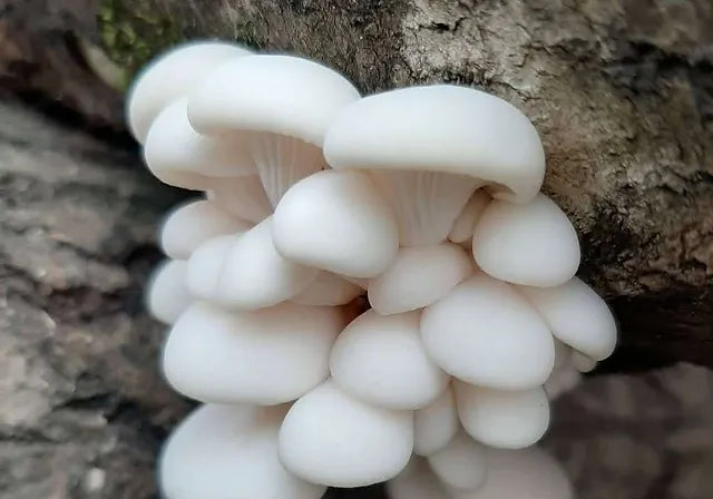 Polar Mushroom Straw, Canned Mushrooms