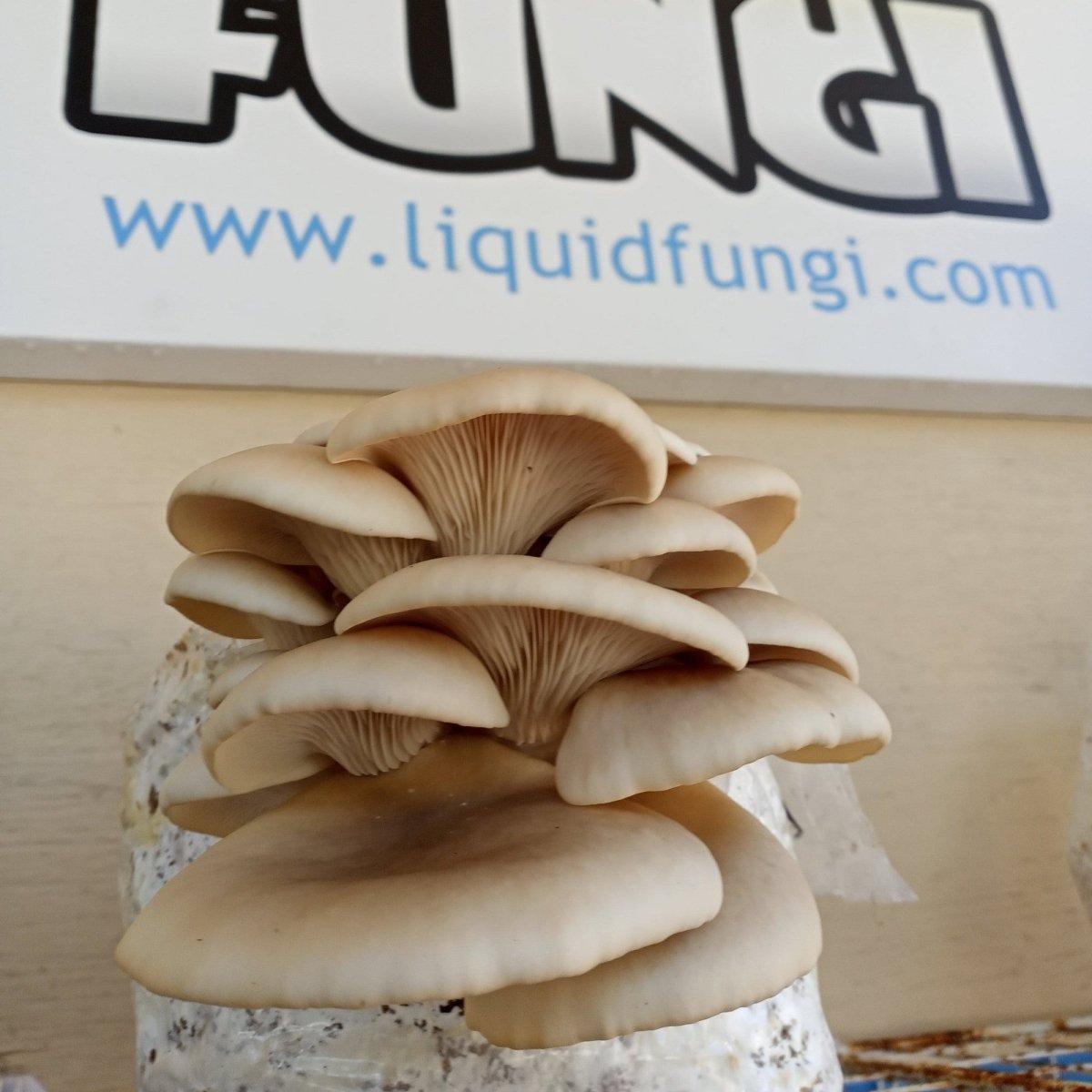 elm oyster mushroom growing in front of liquid fungi