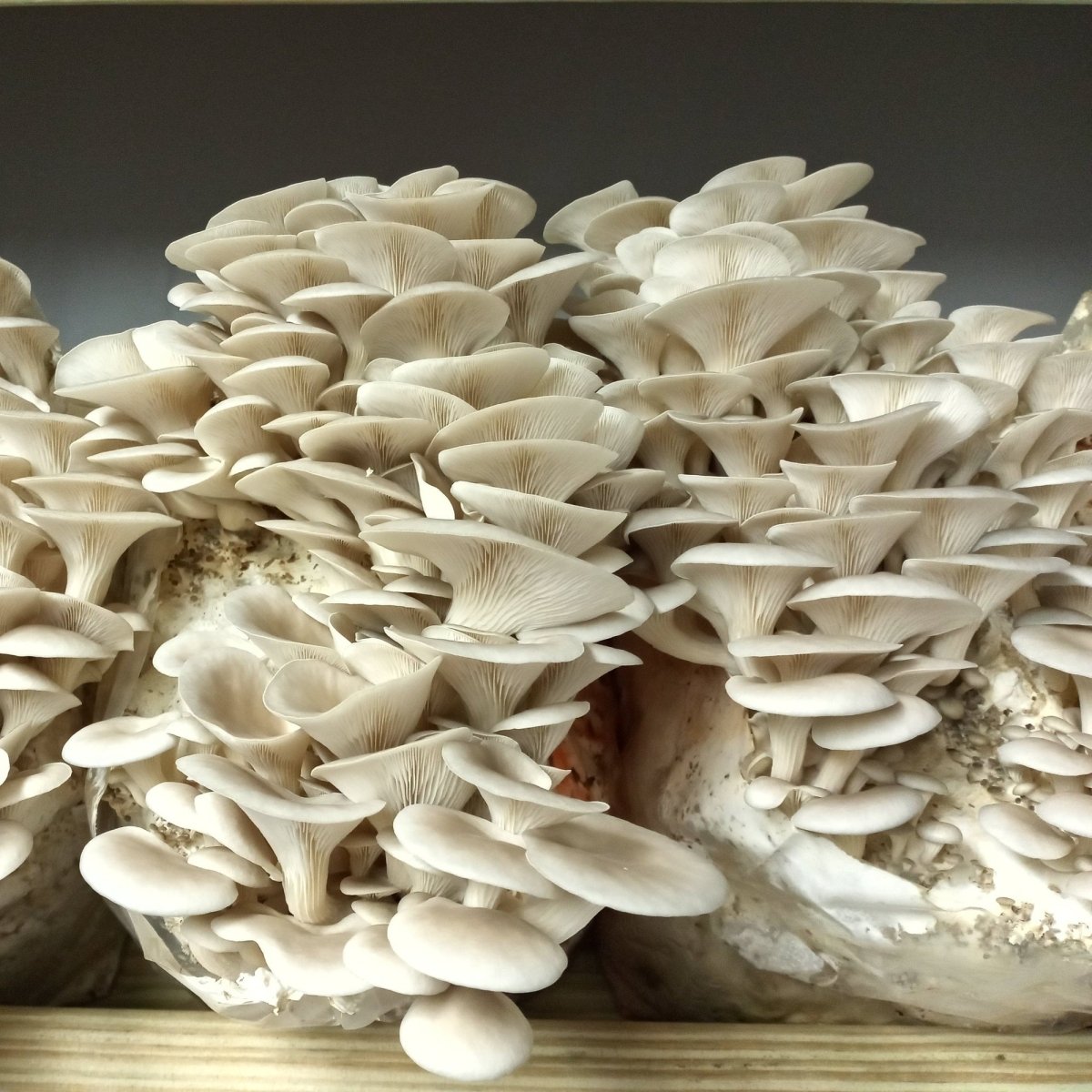 florida gray oyster mushroom liquid culture syringe