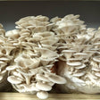 florida gray oyster mushroom liquid culture syringe