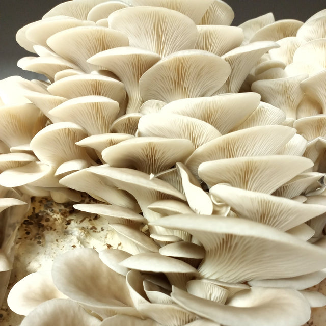 florida oyster mushroom growing in room