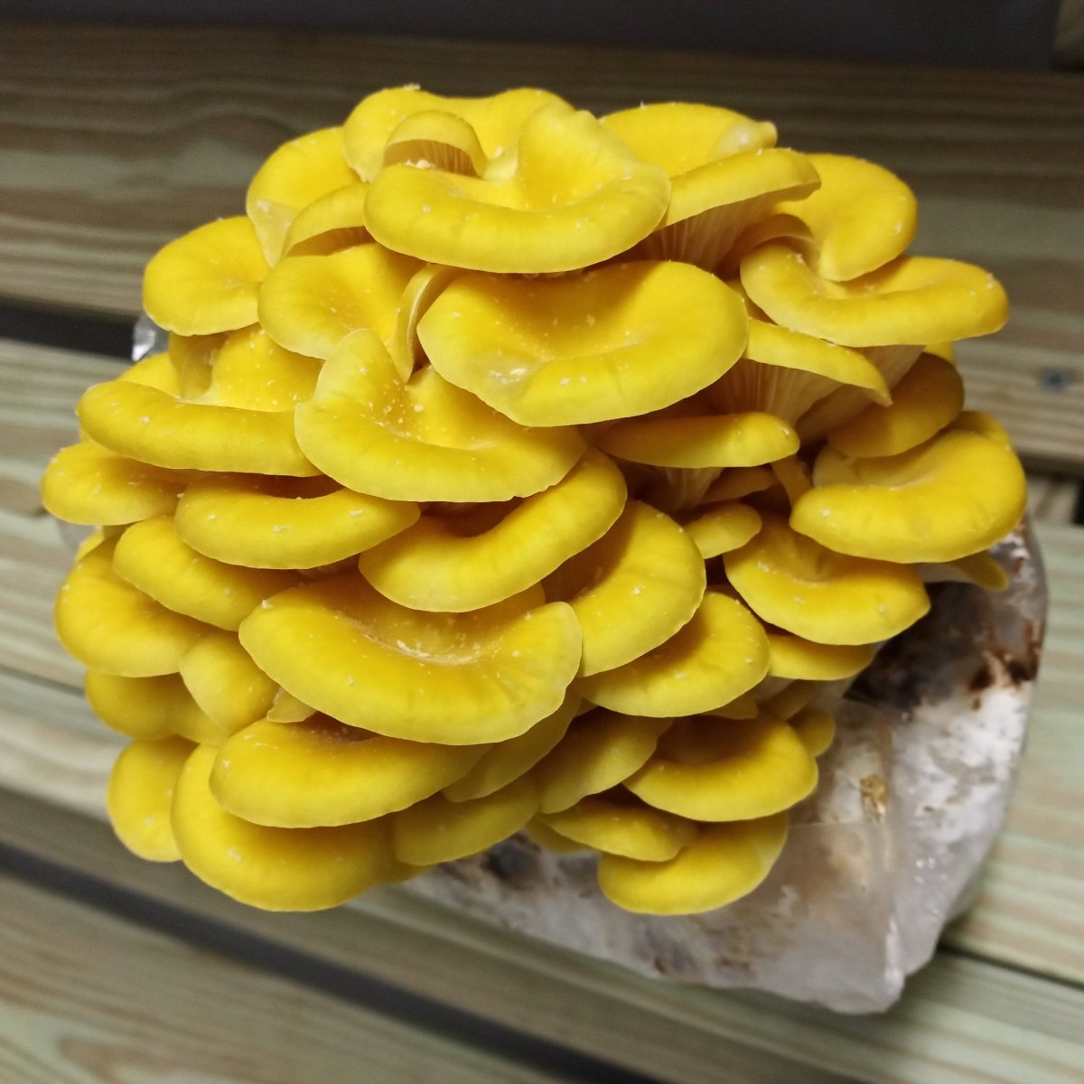 Golden Oyster Mushroom Grain Spawn (1 pound) – Liquid Fungi