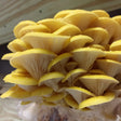 golden yellow oyster mushroom grain spawn bag