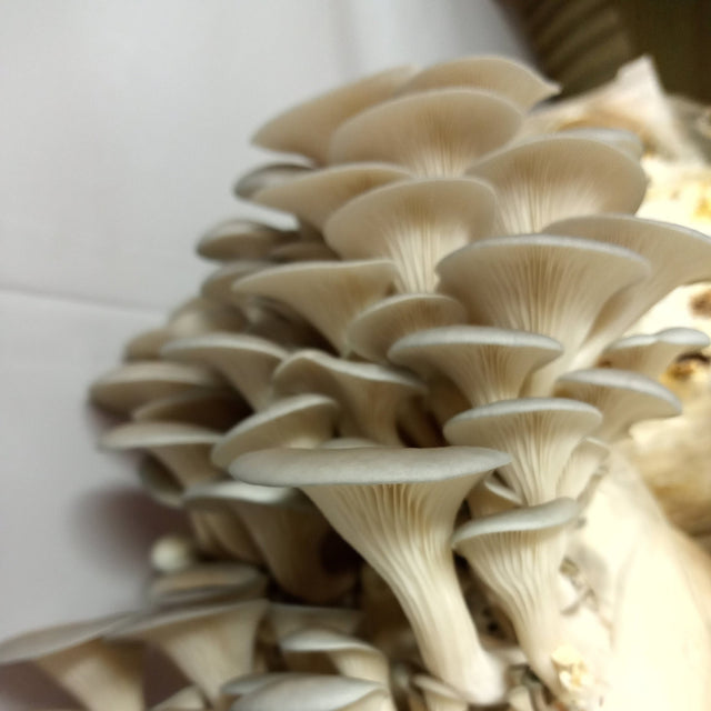 gray oyster mushroom liquid culture