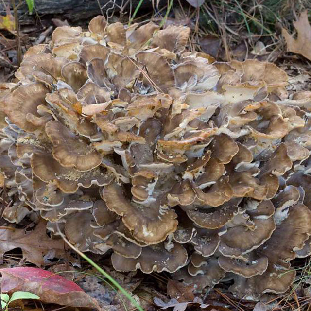 Hen of the Woods Mushroom Plug Spawn Dowels (100)