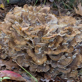 hen of the woods plug spawn, grifola frondosa spawn plugs, maitake mushroom plugs, hardwood mushroom plugs, hen of the woods