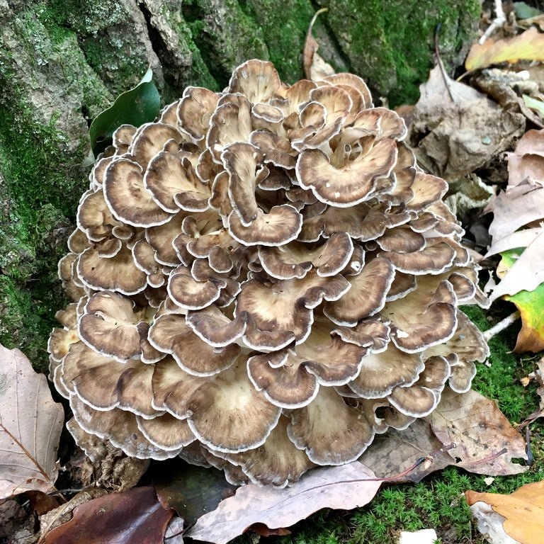 professional grade plug spawn, premium maitake plugs, quality mushroom spawn, guaranteed viable culture, commercial grow