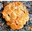 honey fungus mushroom culture