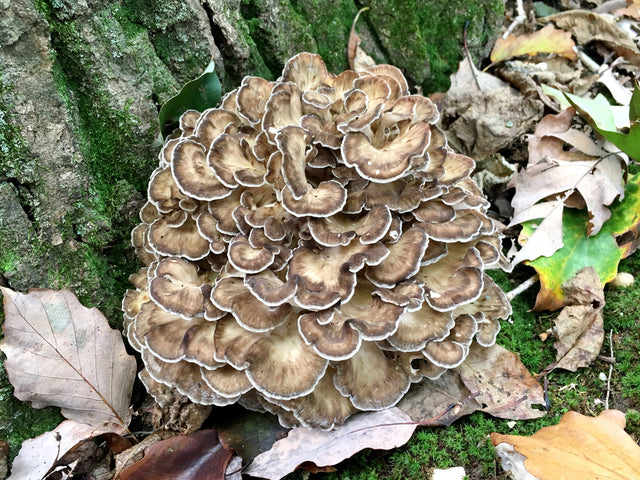 Hen of the Woods Mushroom Plug Spawn Dowels (100)