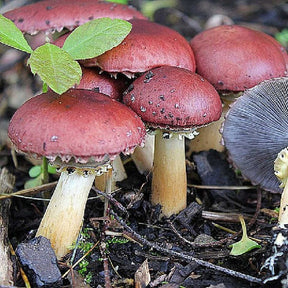 king stropharia wine cap mushroom grain spawn bags