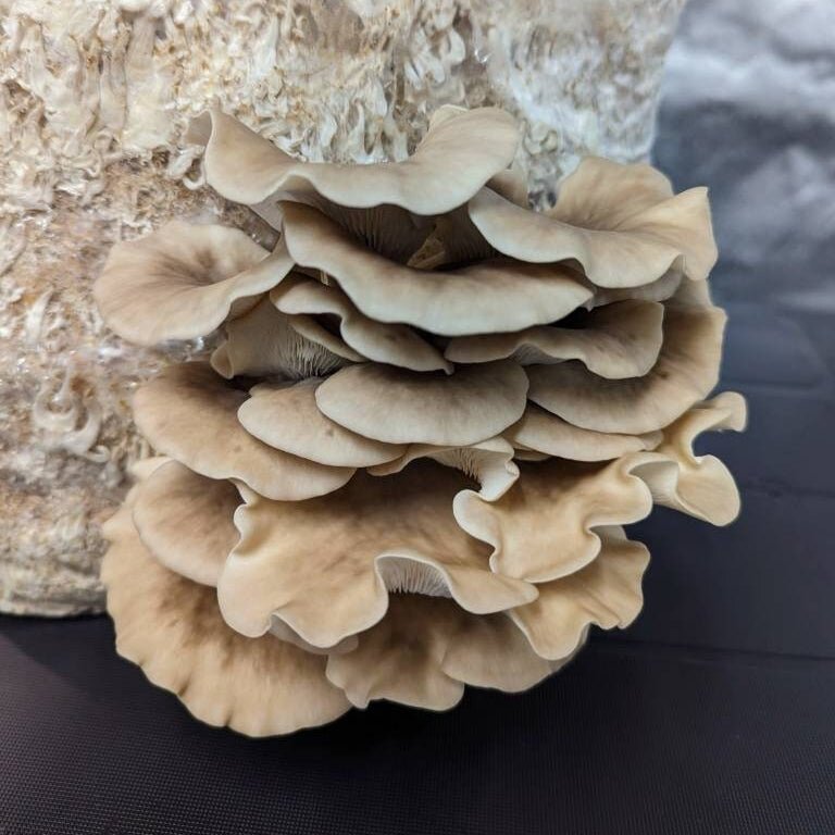 korean oyster mushroom bag
