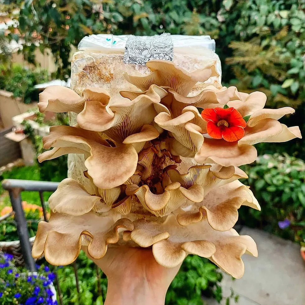 korean oyster mushroom outdoors