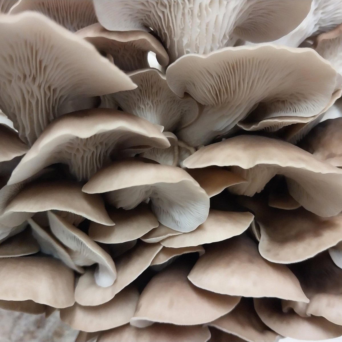 korean oyster mushroom up close