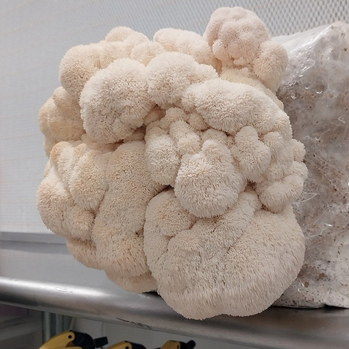 lion's mane liquid culture syringe, liquid fungi cultures, mushroom, injection, spawn, where to buy liquid culture syringes