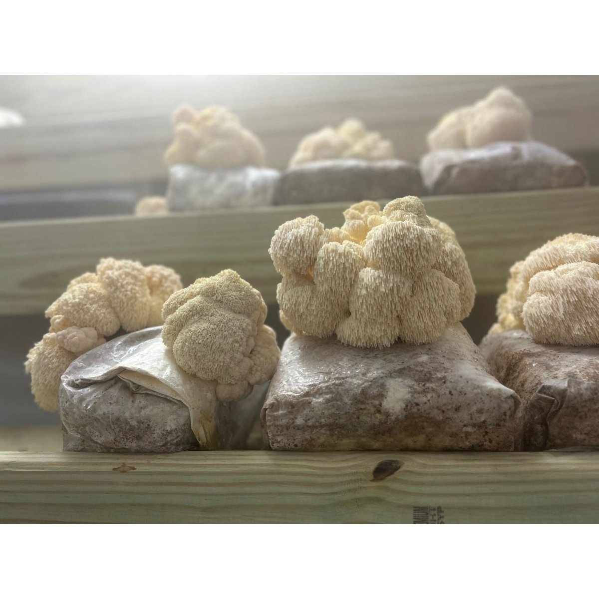 lion's mane mushroom growing on master mix supplemented hardwood block for mycology and cultivation
