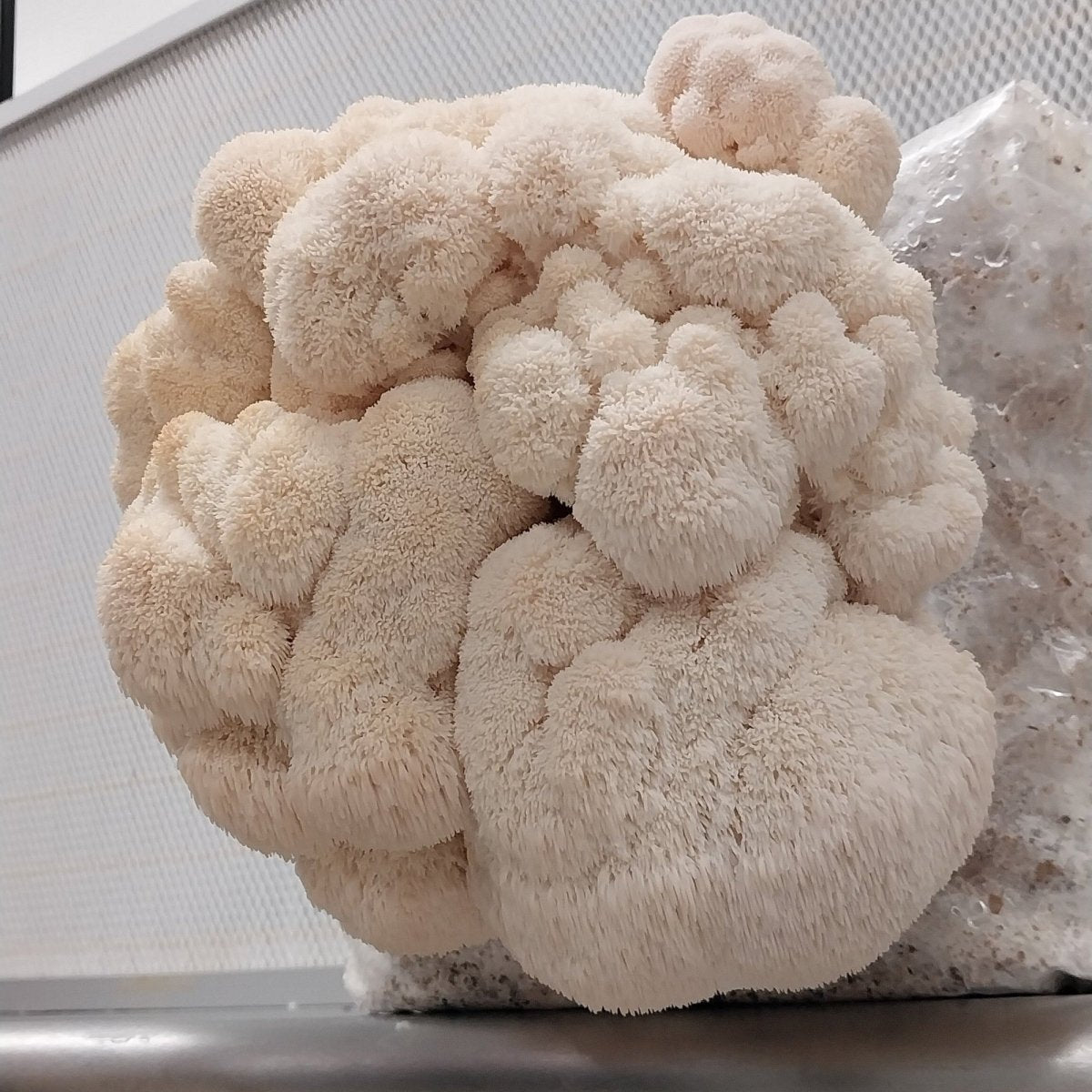 lion's mane culture, Hericium mushroom culture, indoor growing culture, substrate inoculation, sterile culture transfer
