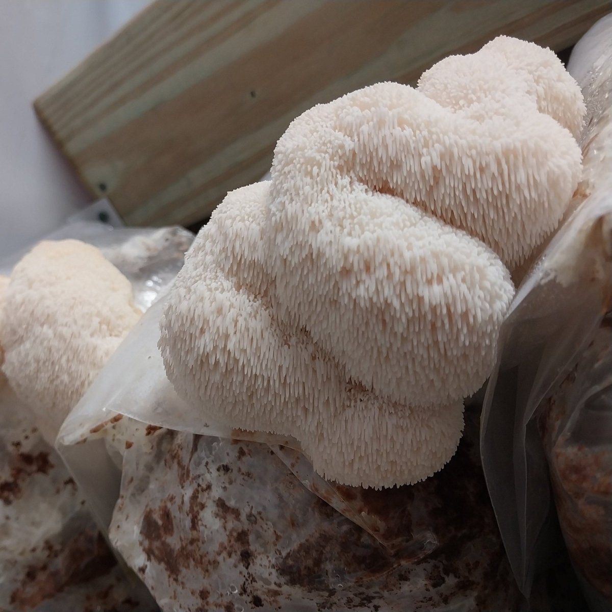 lions mane mushroom, growing sample, liquid culture, active mycelium solution, hericium erinaceus culture, sterile needle
