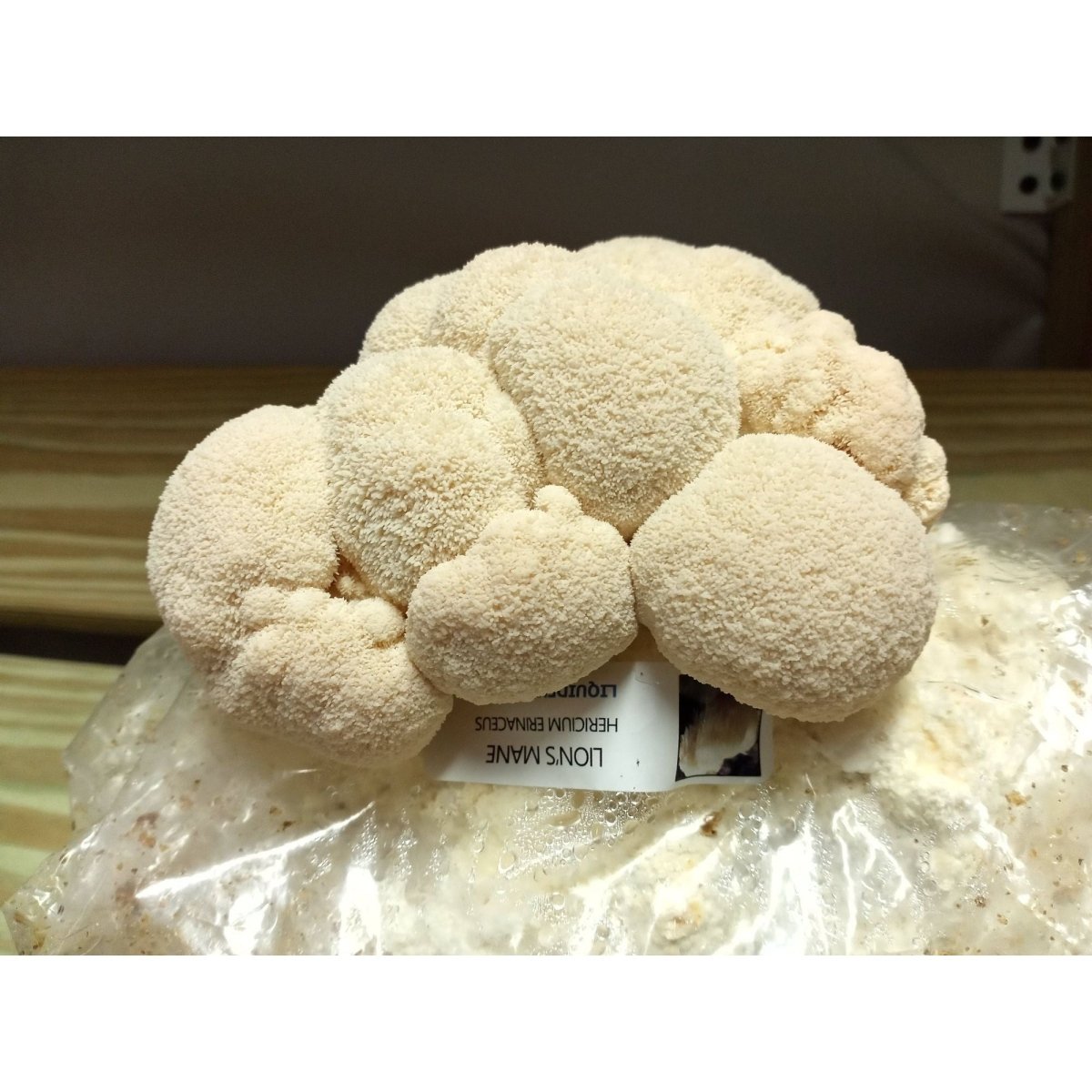 lions mane mushroom kit