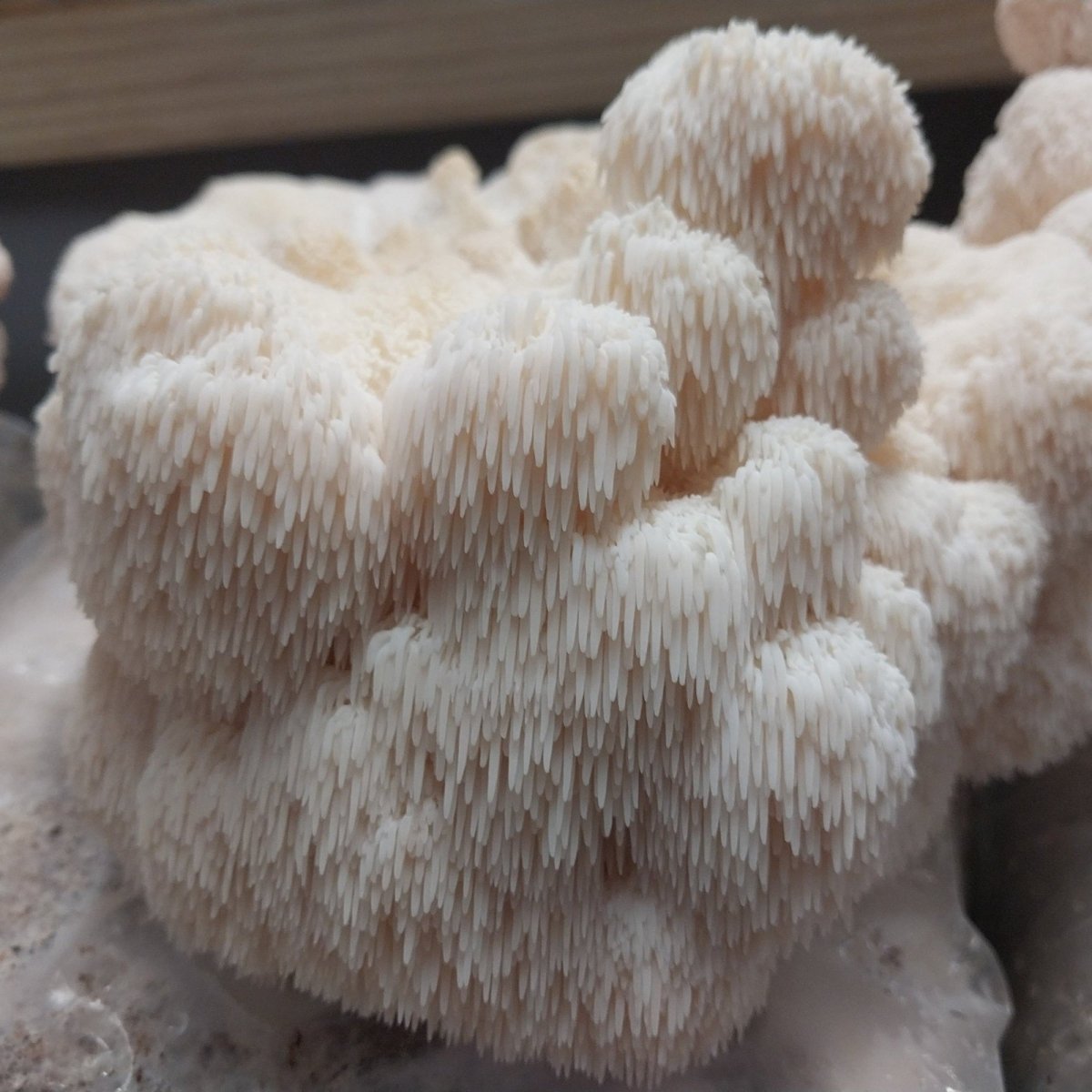 lions mane mushroom liquid culture syringe, bulk culture discount, wholesale liquid cultures, quality mycelium culture