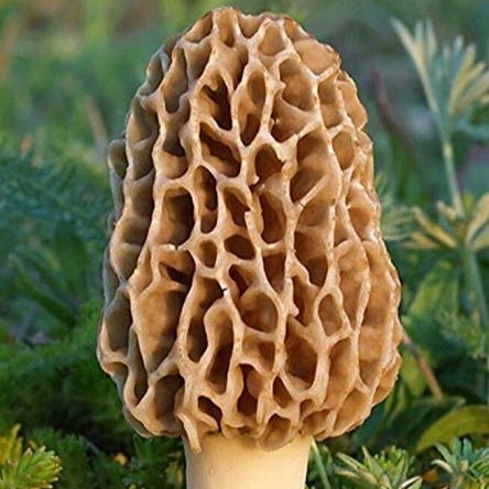 morel mushroom on ground
