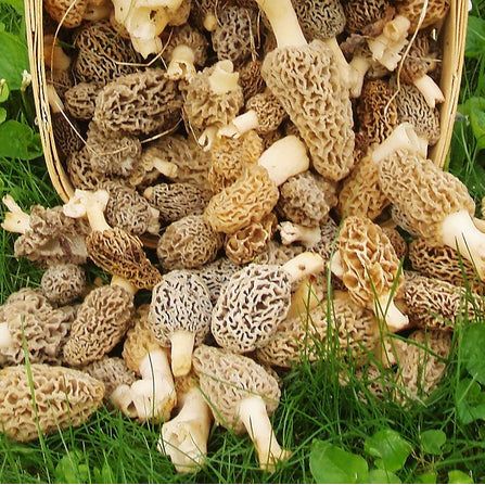 morel mushrooms culture basket